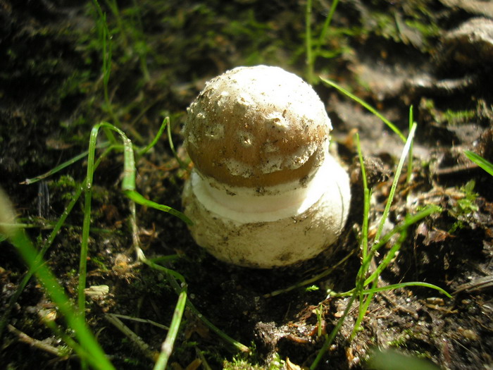 Amanita-pantherina_1