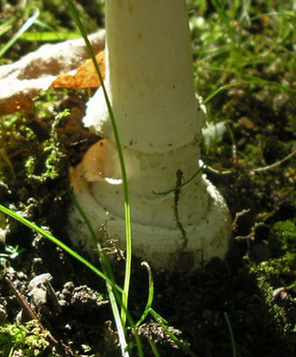 Amanita-pantherina_2