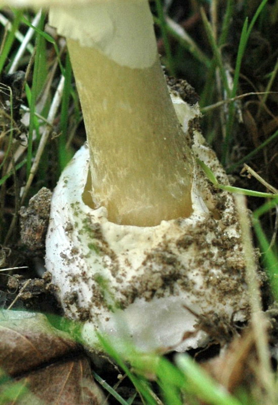 Amanita-phalloides_1