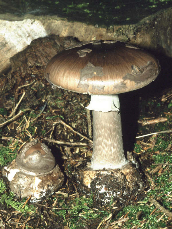 Amanita-porphyria_1