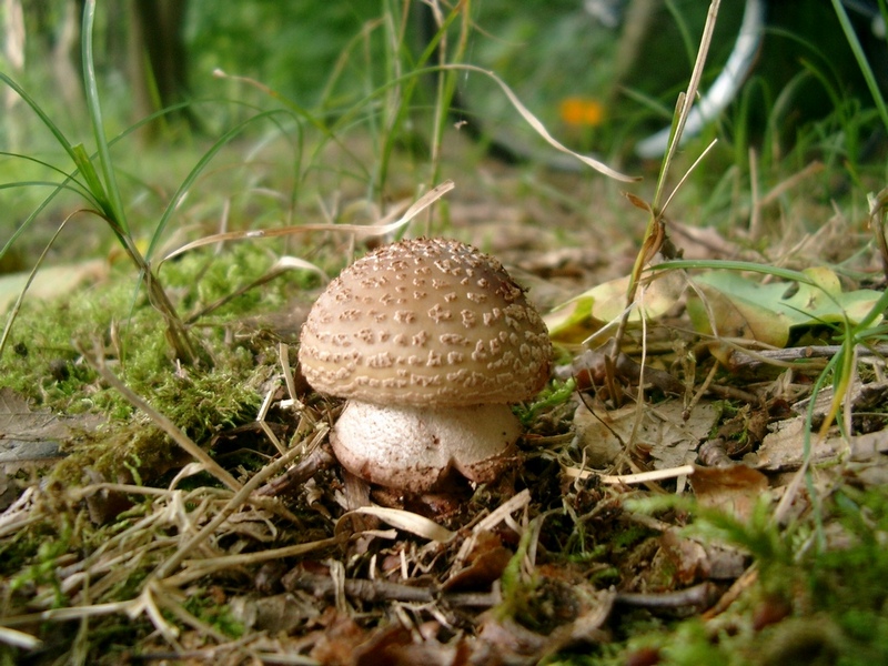 Amanita-rubescens_1