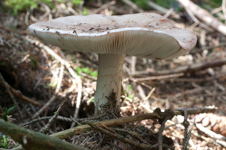 Amanita-rubescens_2