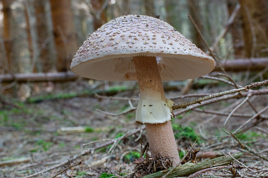 Amanita-rubescens_3