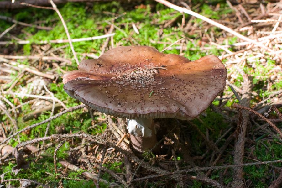 Amanita-rubescens_4