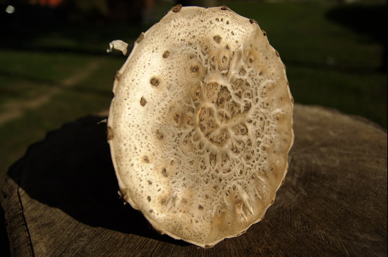 Amanita-strobiliformis_2