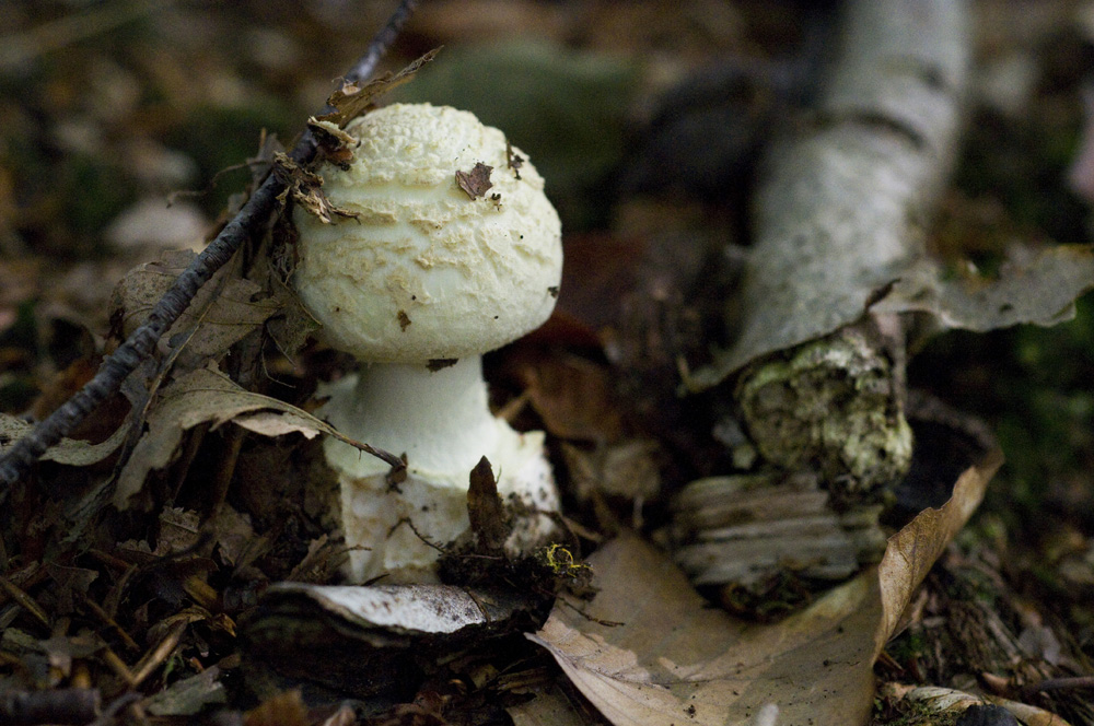 Amanita_Citrina017