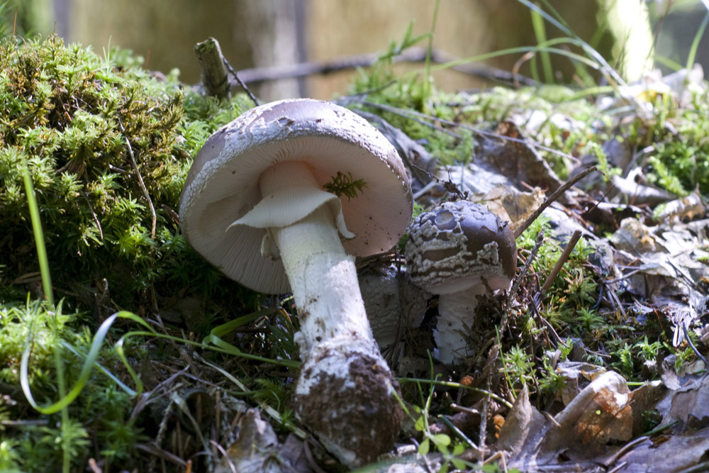 Amanita_Excelsa001_copy