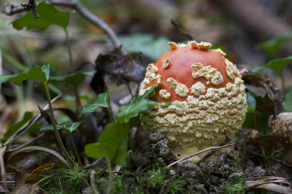 Amanita_Muscaria012