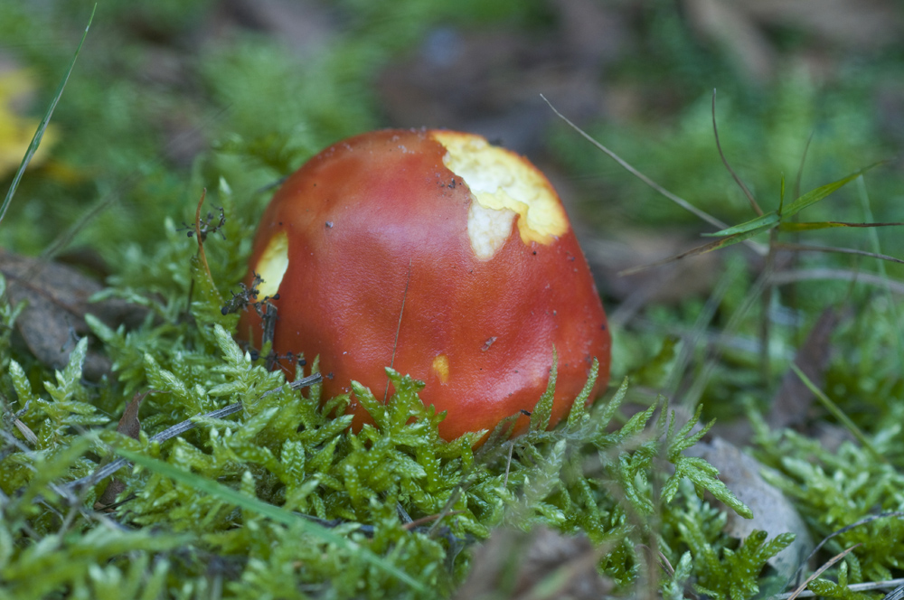 Amanita_Muscaria015