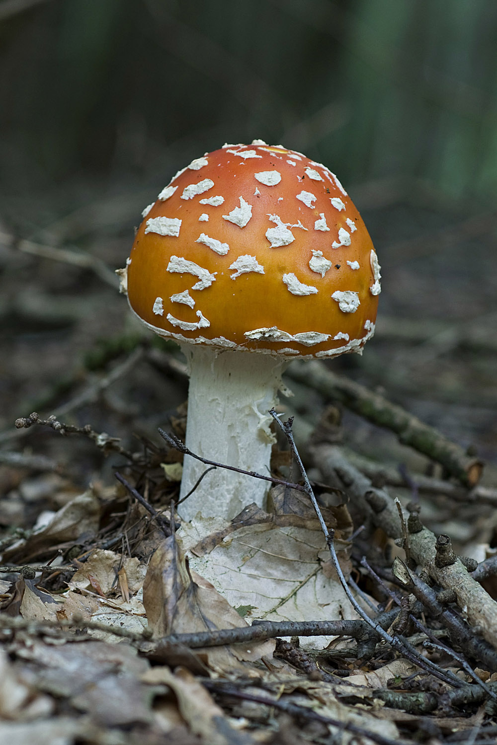 Amanita_Muscaria016