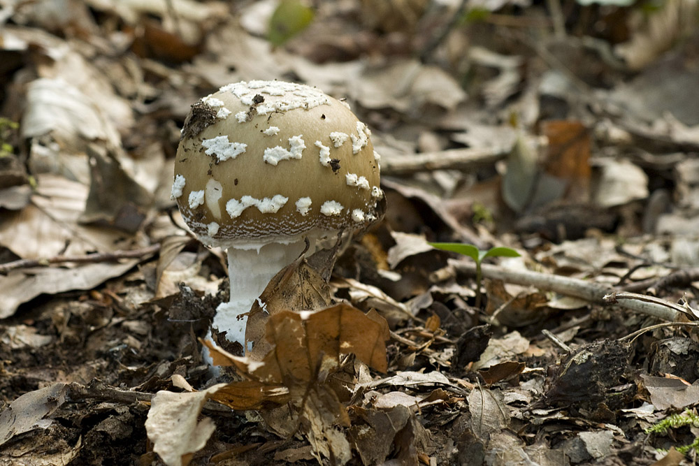 Amanita_Pantherina070