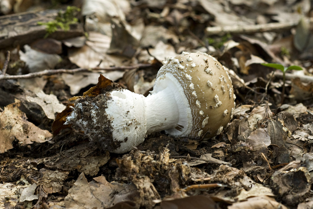 Amanita_Pantherina072_copy