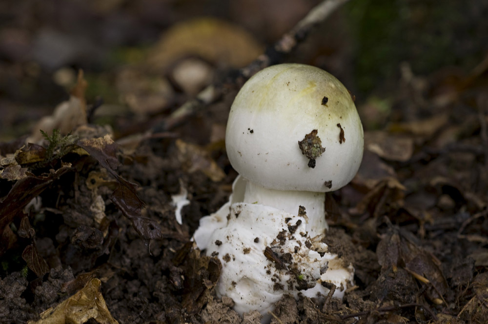 Amanita_Phalloides