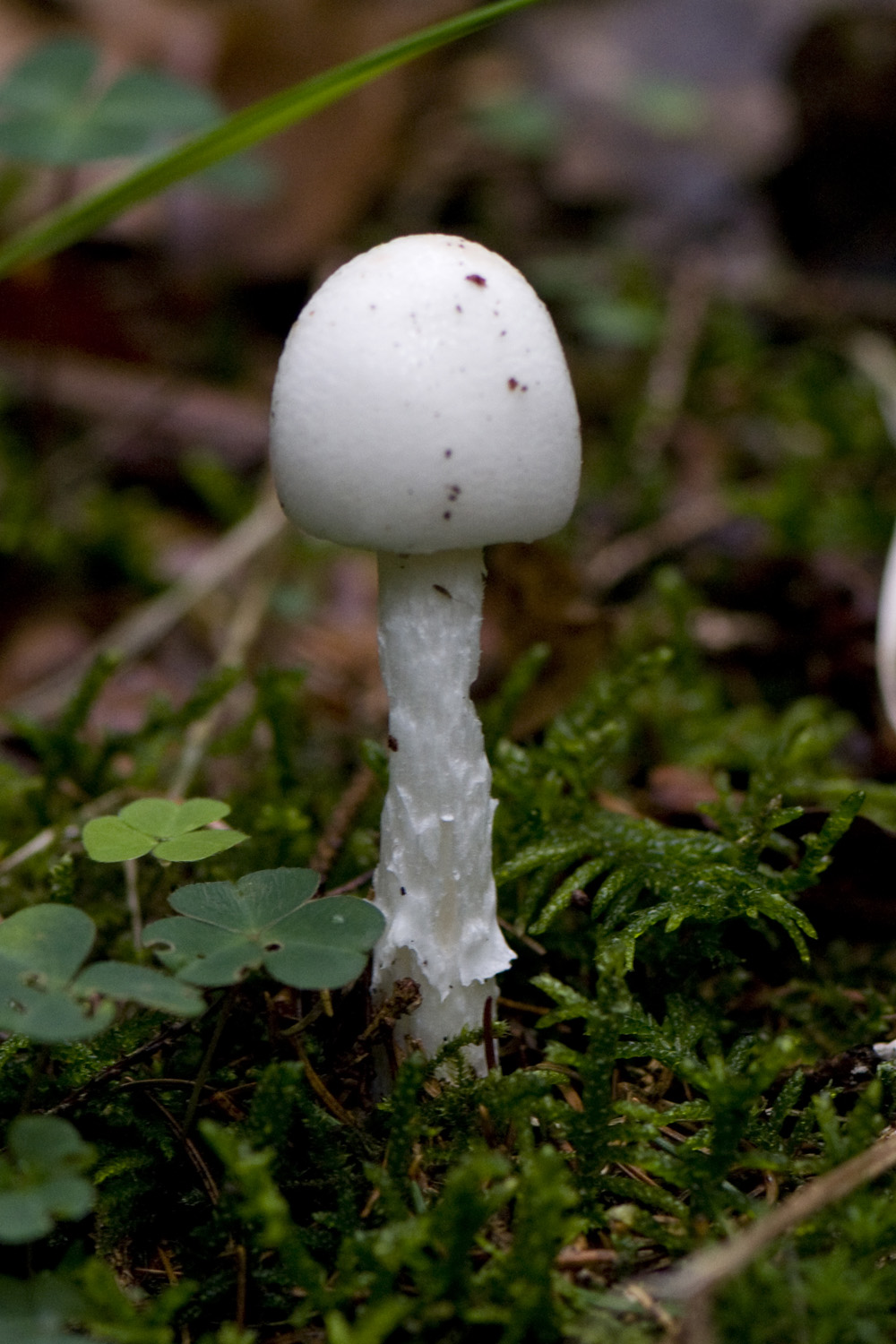 Amanita_Virosa037