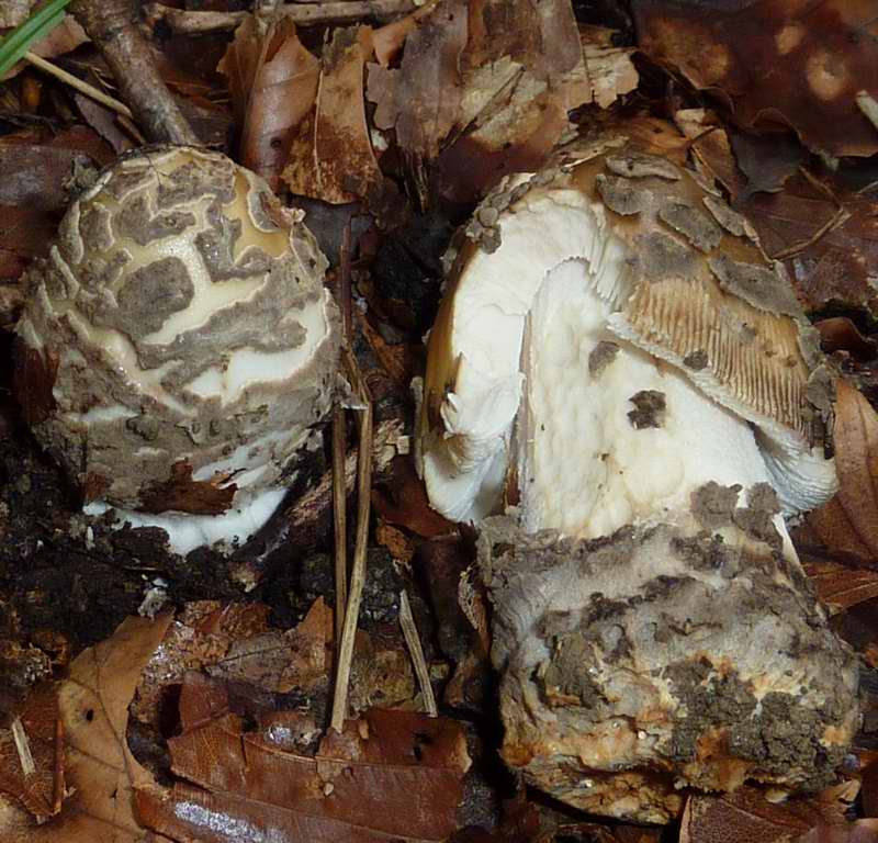 Amanita_ceciliae_1
