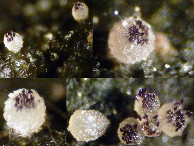 Ascobolus_albidus_1a