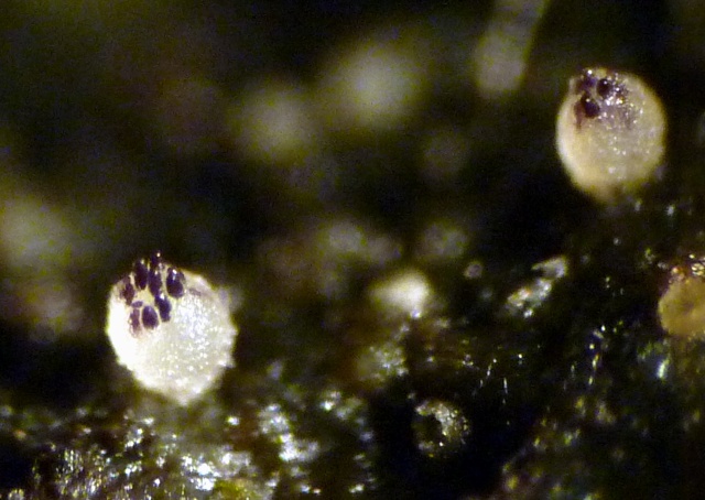 Ascobolus_albidus_1b