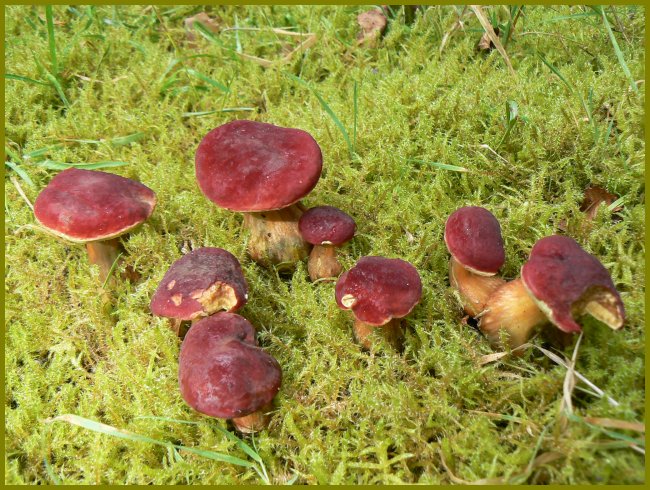 Blutroter Filzröhrling