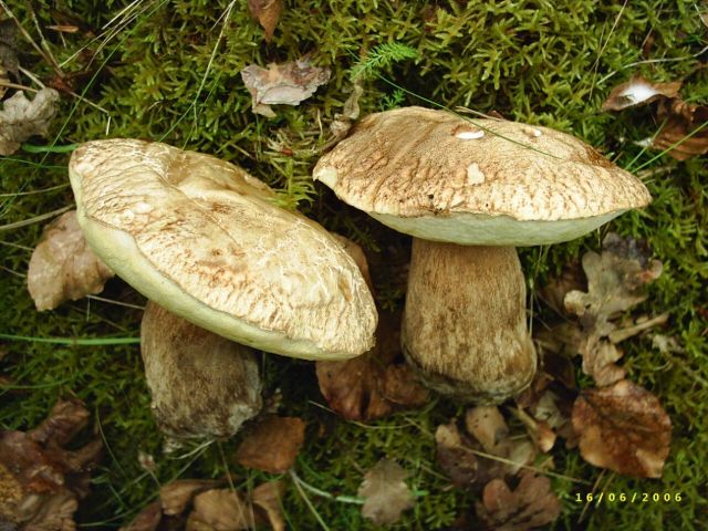 Boletus-aestivalis_1
