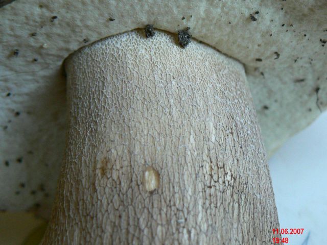 Boletus-aestivalis_2