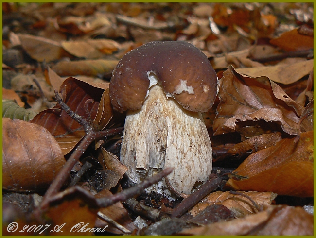 Boletus-edulis_1