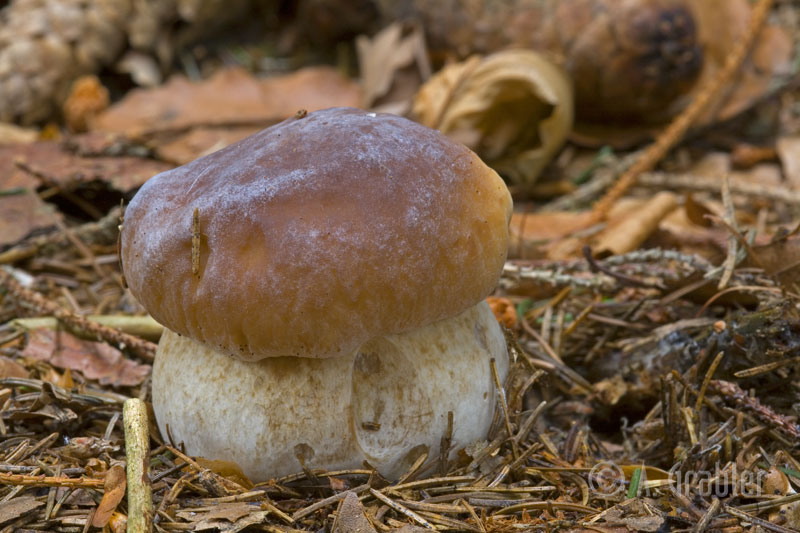 Boletus-edulis_2