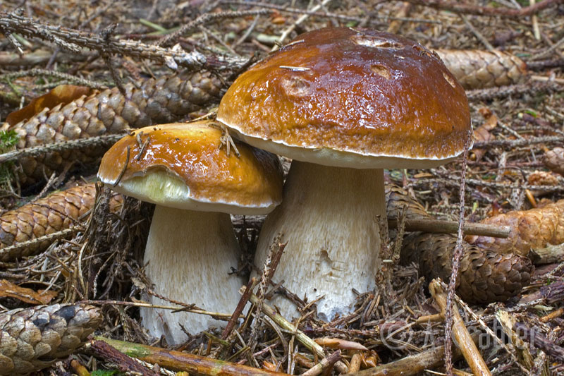 Boletus-edulis_3