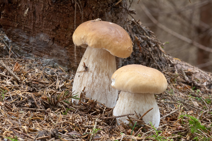 Boletus-edulis_4