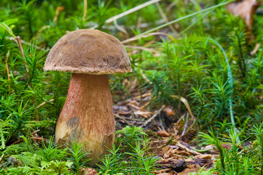 Boletus-erythropus_1