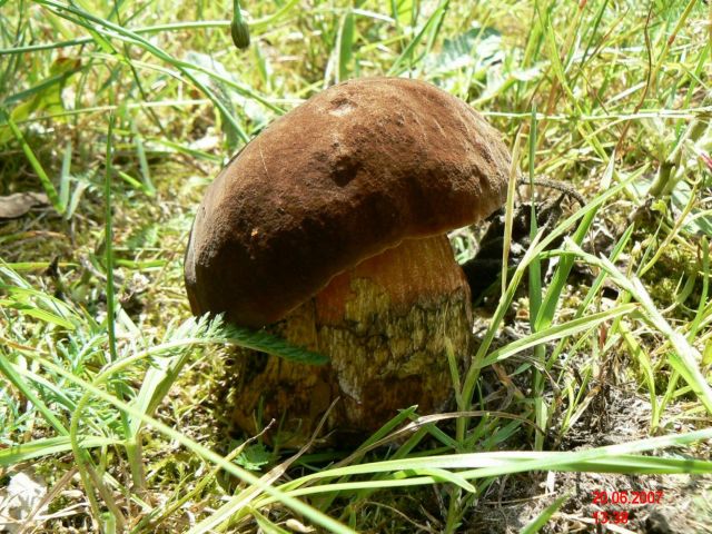 Boletus-erythropus_2
