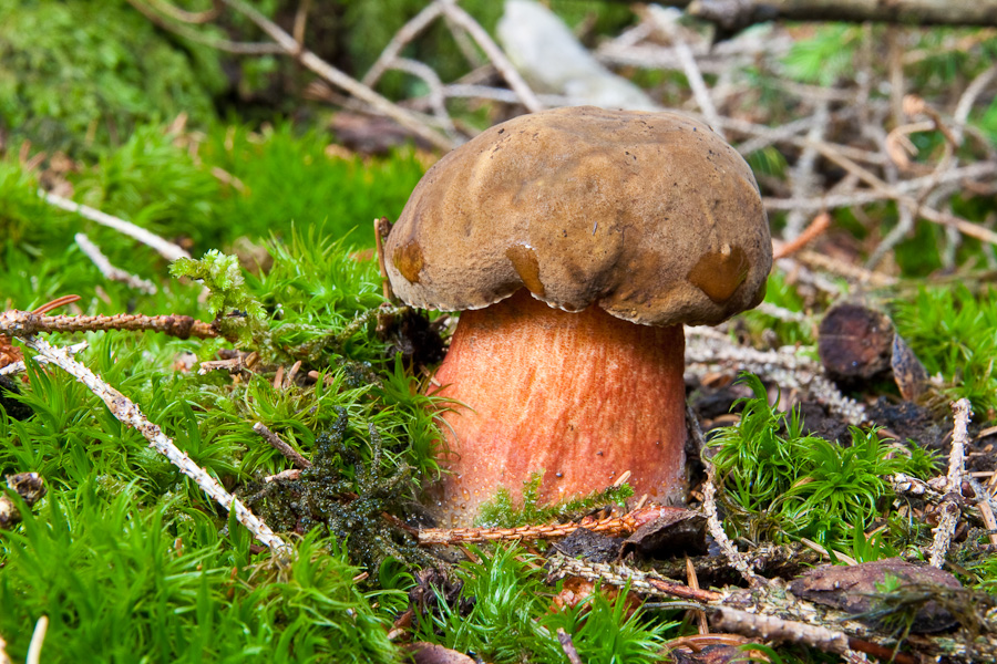 Boletus-erythropus_3
