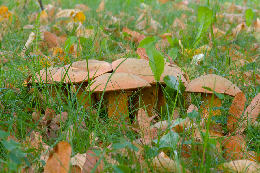 Boletus-luridus_1