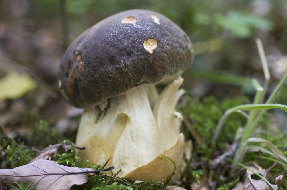 Boletus_Aereus002