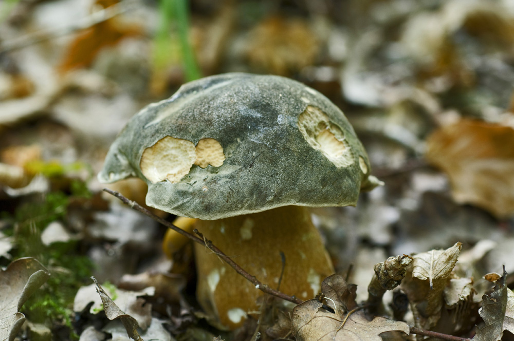 Boletus_Aereus054