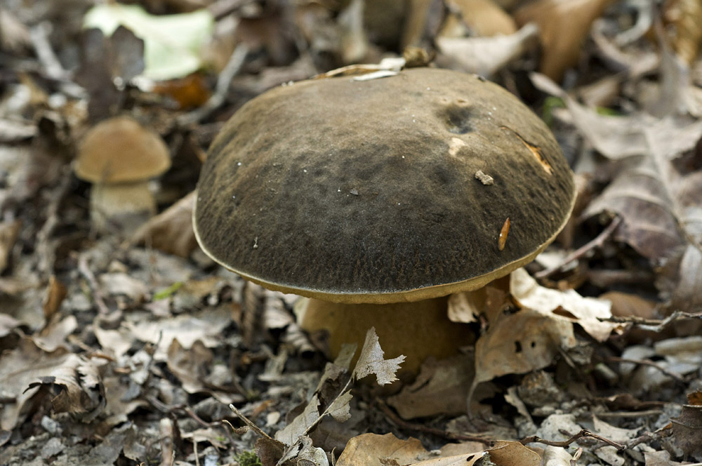 Boletus_Aerus006a