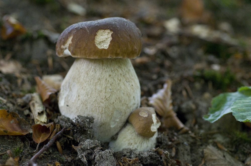 Boletus_Edulis005