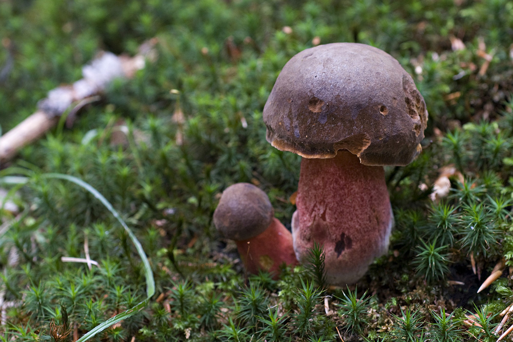Boletus_Erythropus007_copy