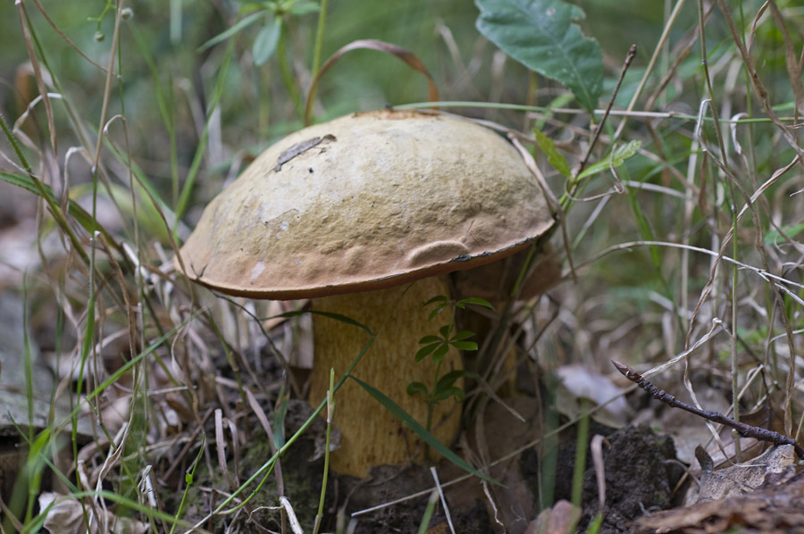 Boletus_Luridus053