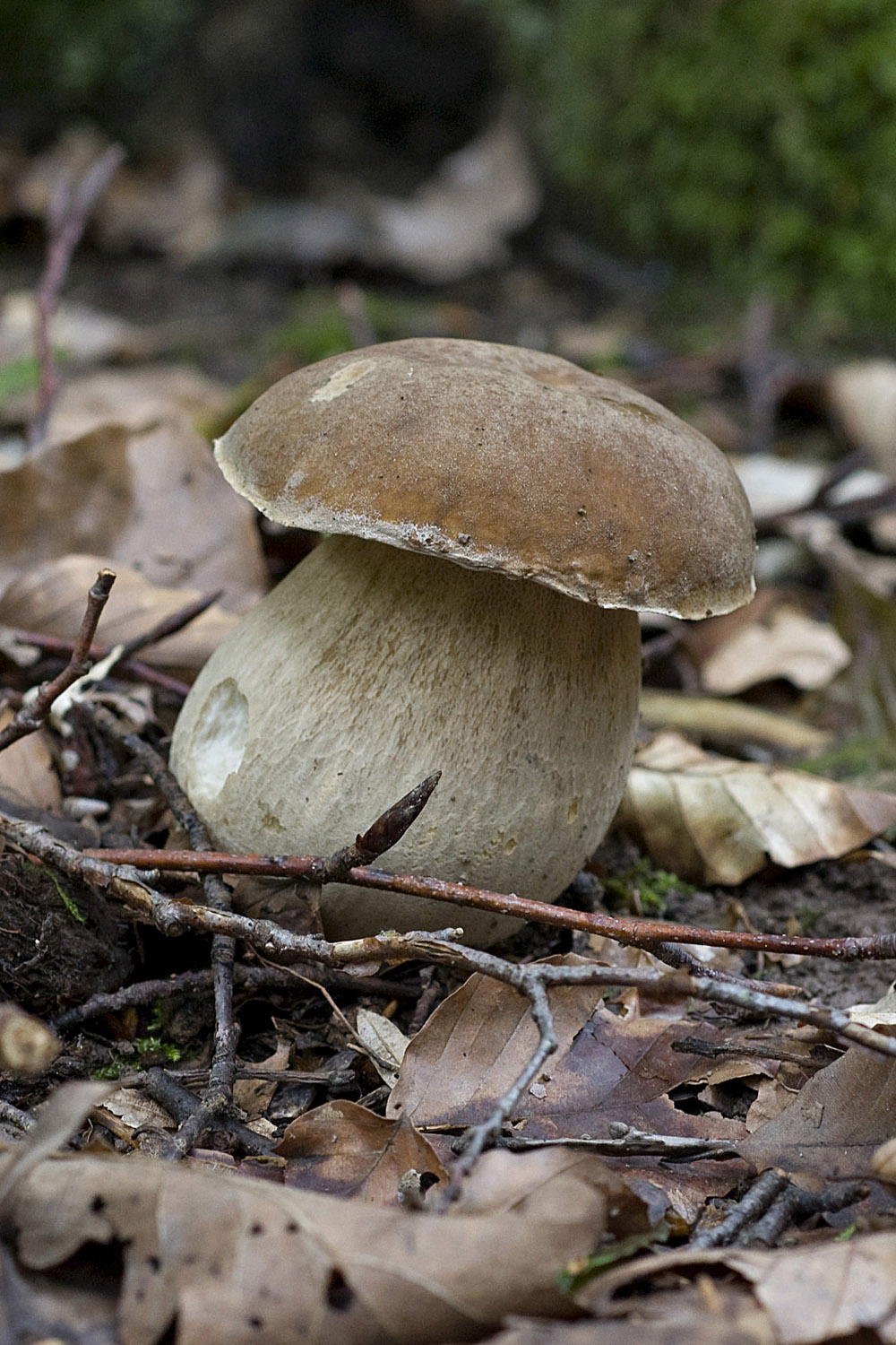 Boletus_Reticulatus005