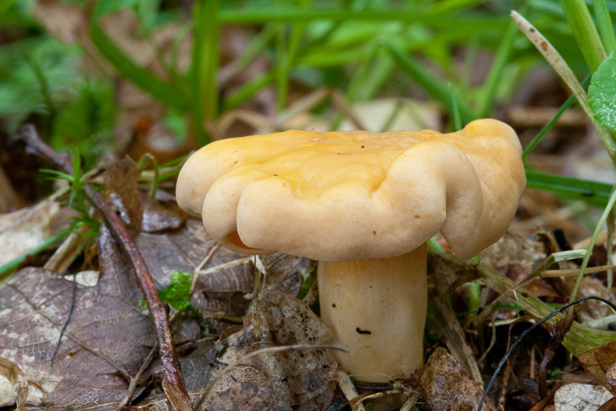 Cantharellus-cibarius_1