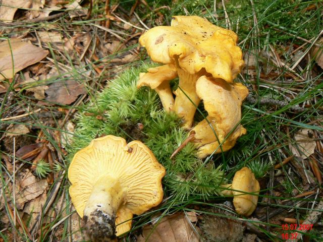 Cantharellus-cibarius_2