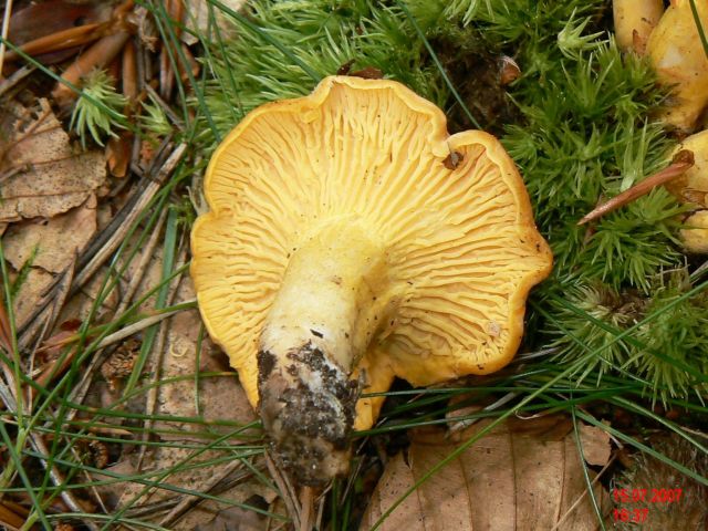 Cantharellus-cibarius_3