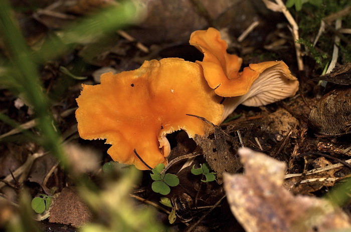 Cantharellus-friesii_1
