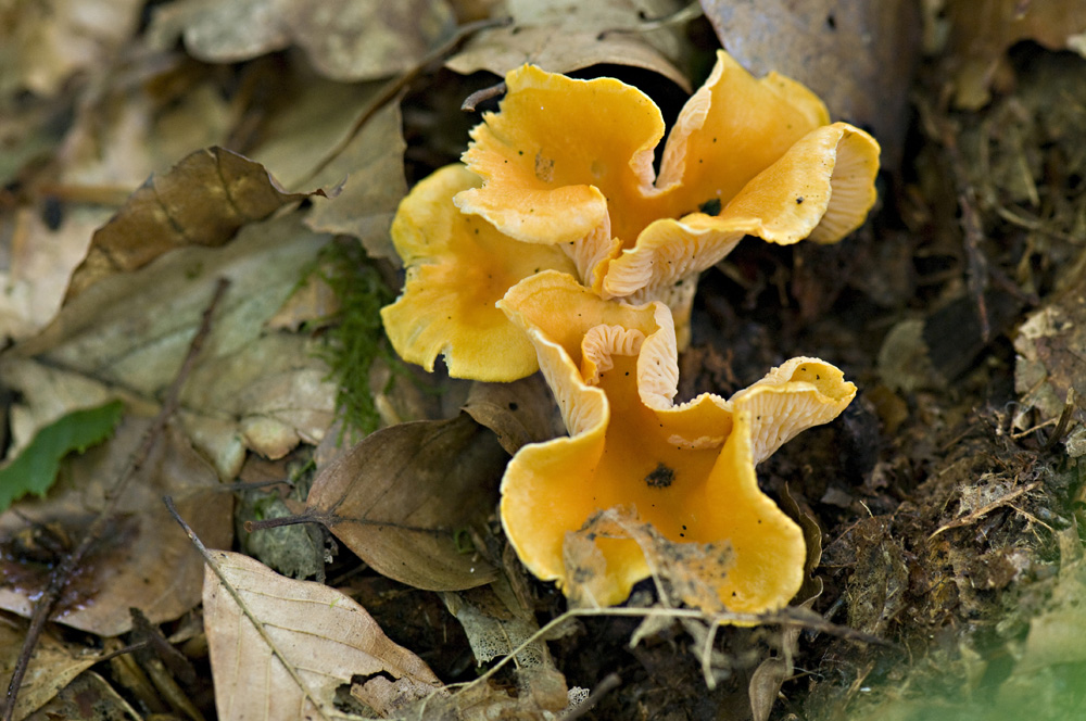 Cantharellus_Friesii014