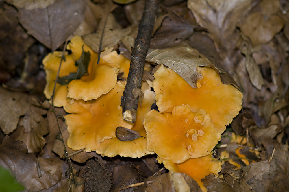 Cantharellus_Friesii017