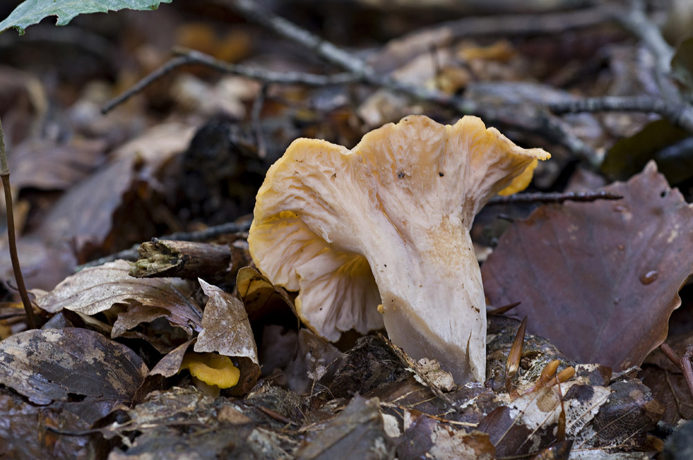 Cantharellus_Ianoxanthus3