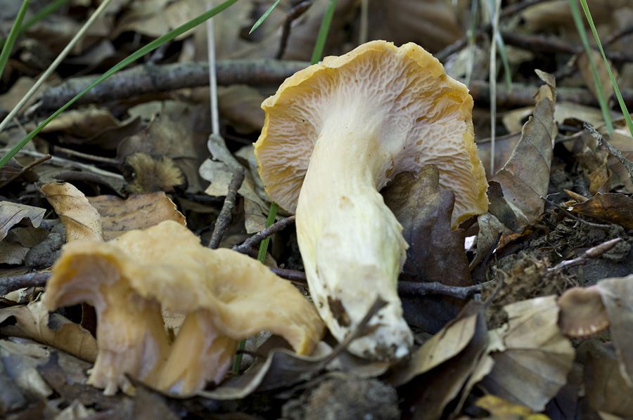 Cantharellus_Ianthinoxanthus002