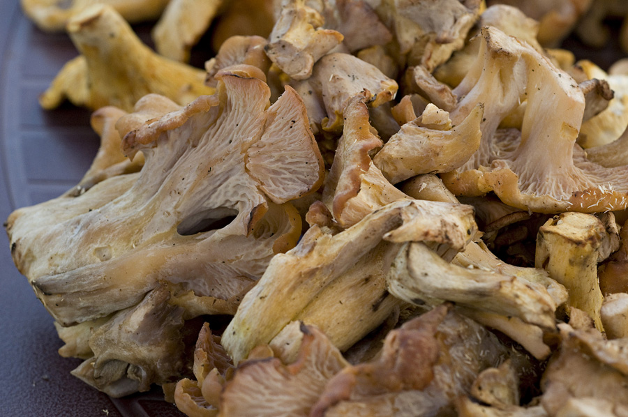 Cantharellus_Ianthinoxanthus004