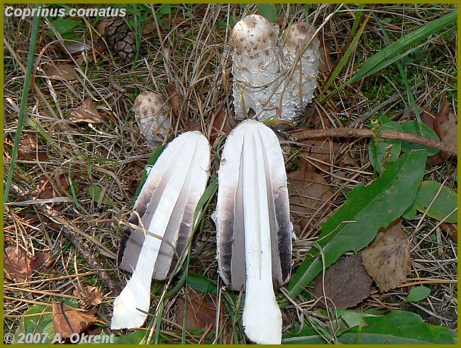 Coprinus-comatus_1