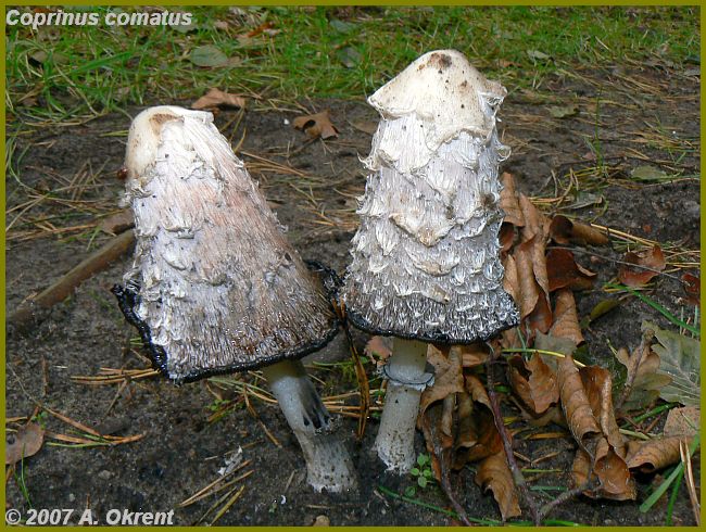 Coprinus-comatus_2